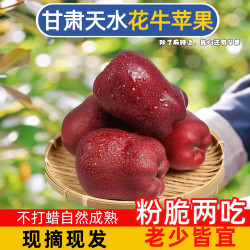 花牛 苹果 甘肃当季新鲜红蛇粉面苹果婴儿辅食水果 花牛苹果带箱2斤60MM+