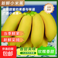 京喜加 正宗广西小米蕉网红小香蕉新鲜孕妇宝宝水果非苹果蕉当季水果 带箱5斤 酸甜软糯