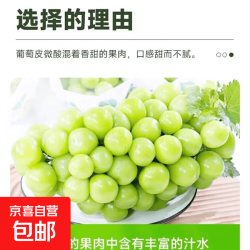 京喜加 云南 阳光玫瑰青提 净重1斤尝鲜装 中果单果6g