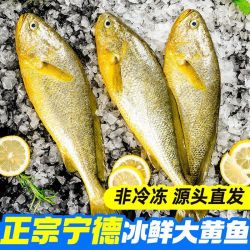 三都港 冰鲜黄花鱼350-400g/条×2条 宁德原产地正宗大黄鱼生鲜海鱼新鲜