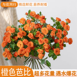 与花同行 橙色芭比多头泡泡玫瑰 橙色芭比多头玫瑰