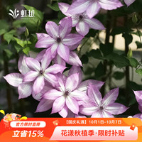 虹越 2026春季新品铁线莲P9盆栽小苗花墙拱门装饰藤本花卉HN 乌托邦（P9小规格盆栽）