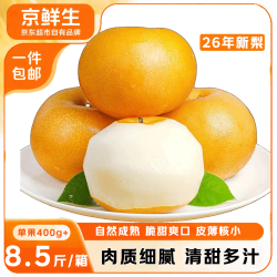 京鲜生 山东冰糖秋月梨 净重3斤 单果300g+  新鲜水果 源头直发