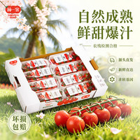 京鲜生 串收樱桃番茄 123g*8条 随享礼盒