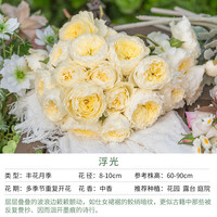 天狼 月季庭院阳台盆栽玫瑰蔷薇好养花卉新手推荐耐寒耐热绿植花苗 浮光 1.2升