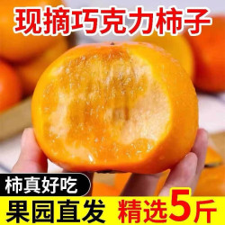 甜果源 阳丰脆柿子 净重4.5斤