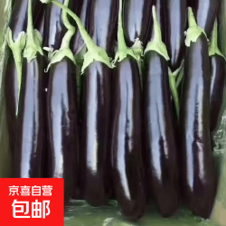 京喜 山东农家绿把紫皮长茄2斤净重 现摘现发新鲜嫩茄蔬菜生鲜 现摘新鲜茄子