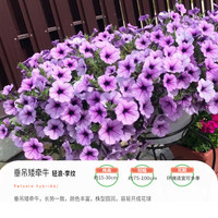 虹越 园艺家 垂吊矮牵牛 轻浪 李纹（7cm杯苗）