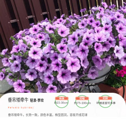 虹越 园艺家 垂吊矮牵牛 轻浪 李纹（7cm杯苗）