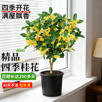 蓝桂圆 桂花树苗盆栽 室内阳台浓香型四季开花好养活庭院 原盆土源头直发