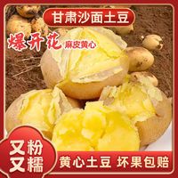 洮小婵 定西土豆2026年新挖粉糯面沙 高山洋芋 马铃薯 甘肃定西美食特产 净重5斤单果2-4两左右小果