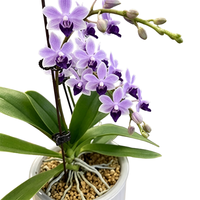 艾莹 小茴紫蝴蝶兰 带短花剑 基地原盆