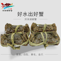 渔坞 洪泽湖大闸蟹 公3.5-3.8两母2.5-2.8两 8只装