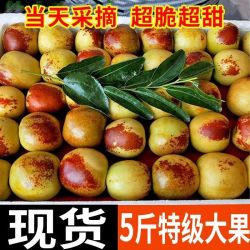 现摘正宗陕西大荔冬枣新鲜大枣脆甜大果应季中秋水果（5斤）