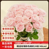 京东鲜花 玫瑰花20枝新鲜采摘礼品花基地源头直发