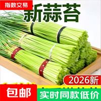 新鲜蒜苔现摘现发2026新蒜薹农家当季嫩蒜台头茬京东快递蔬菜生鲜 1斤