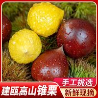 明良 新鲜锥栗2026建瓯锥栗大果2斤/4斤起 生板栗锥形栗子现摘地标好货
