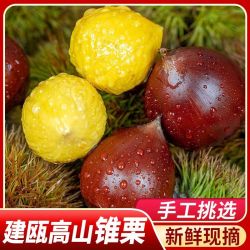明良 新鲜锥栗2026建瓯锥栗大果2斤/4斤起 生板栗锥形栗子现摘地标好货