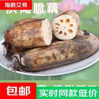 洪湖莲藕脆藕 1斤洪湖脆藕 含箱