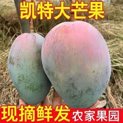 攀枝花凯特芒果9斤高山新鲜水果青芒当季四川甜青皮现摘黄皮果肉