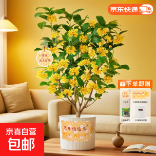 京东 桂花盆栽土培绿植盆栽中秋桂花盆栽家庭观赏绿植基地直发3 桂花盆栽（赠花盆+挂卡+盆贴）