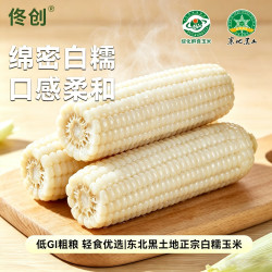 佟创 东北白糯玉米棒 新鲜甜糯玉米棒 代餐轻食真空包装黏粘玉米 东北白糯玉米净重250g*8棒
