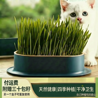 平替好物精选种猫新鲜改善清洁猫草猫猫猫咪背包玩具自嗨解闷神器