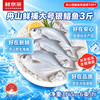 鲜京采 冷冻舟山鲜捕大号银鲳鱼1.5kg 10-12条/kg  源头直发