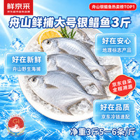 鲜京采 冷冻舟山鲜捕大号银鲳鱼1.5kg 10-12条/kg  源头直发