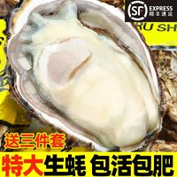 蚝朋 乳山生蚝 鲜活特大 5斤 贝类