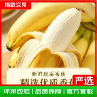 新甜 新鲜香甜软糯香蕉水果生鲜小米蕉特产现采现发有益健康美味好吃 小米蕉带箱2斤
