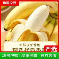 新甜 新鲜香甜软糯香蕉水果生鲜小米蕉特产现采现发有益健康美味好吃 小米蕉带箱2斤
