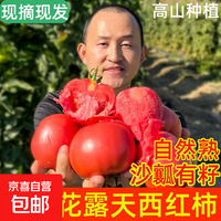 京喜 现摘高原农家西红柿自然熟新鲜普罗旺斯沙瓤大番茄 1斤