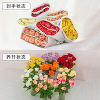京喜 京东物流玫瑰花束10枝装云南鲜花直发节日鲜花礼物七夕情人节礼物 随机玫瑰10枝