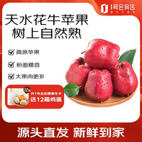 趣尝鲜 天水花牛苹果 净重6.5斤 12枚 单果 260g+ 1号会员源头直发