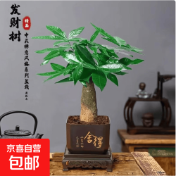 水培植物铁树小盆栽办公室内微景观桌面创意好养易活绿植花卉盆景 发财树盆栽 舍得盆加底托 高度15-25cm