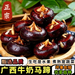黄六爷 合浦黄六爷牌马蹄5斤