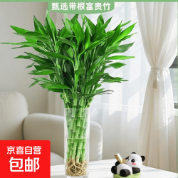 富贵竹水培植物客厅招财花卉绿植盆栽室内四季好养绿叶带根水竹子 富贵竹60-70cm送营养液