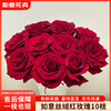 如意 玫瑰花10枝如意基地鲜切花插花花束如意基地源头直发