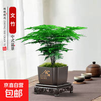 京喜 绿萝文竹九里香小叶赤楠禅意盆栽办公室桌面植物小盆景绿植花卉苗 文竹+舍得盆+方底托+青苔