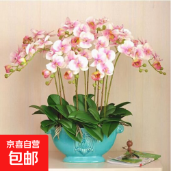 京喜 蝴蝶兰花苗盆栽室内观花植物桌面阳台年宵花卉四季开花绿植花卉 大富贵蝴蝶兰