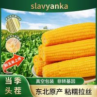 slavyanka 26年新鲜黄糯玉米东北糯玉米真空装加热即食正宗玉米一整箱粗粮