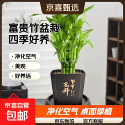 京喜 富贵竹盆栽植物室内净化空气 荷花竹+节节高升盆+圆底座 盆口直径约8cm