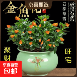 京喜 四季常青金鱼花吊兰盆栽室内绿植花卉多肉植物发财树好养易活全 04：金鱼吊兰原盆土
