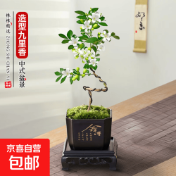 京喜 绿萝文竹九里香小叶赤楠禅意盆栽办公室桌面植物小盆景绿植花卉苗 造型九里香+舍得盆+方底托+青苔