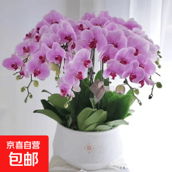 京喜 蝴蝶兰花苗盆栽室内观花植物桌面阳台年宵花卉四季开花绿植花卉 光芒四射蝴蝶兰