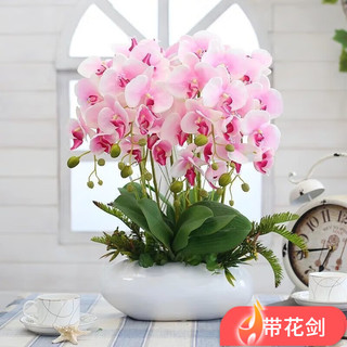 种花迷 蝴蝶兰盆栽 淡紫色 原土育苗袋+肥料 小苗不带花剑