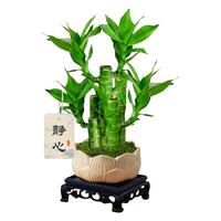 叹为观止 富贵竹盆栽 莲花盆+方托+吊牌