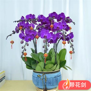 种花迷 蝴蝶兰盆栽 淡紫色 原土育苗袋+肥料 小苗不带花剑