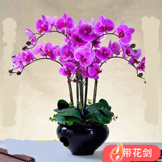 种花迷 蝴蝶兰盆栽 淡紫色 原土育苗袋+肥料 小苗不带花剑